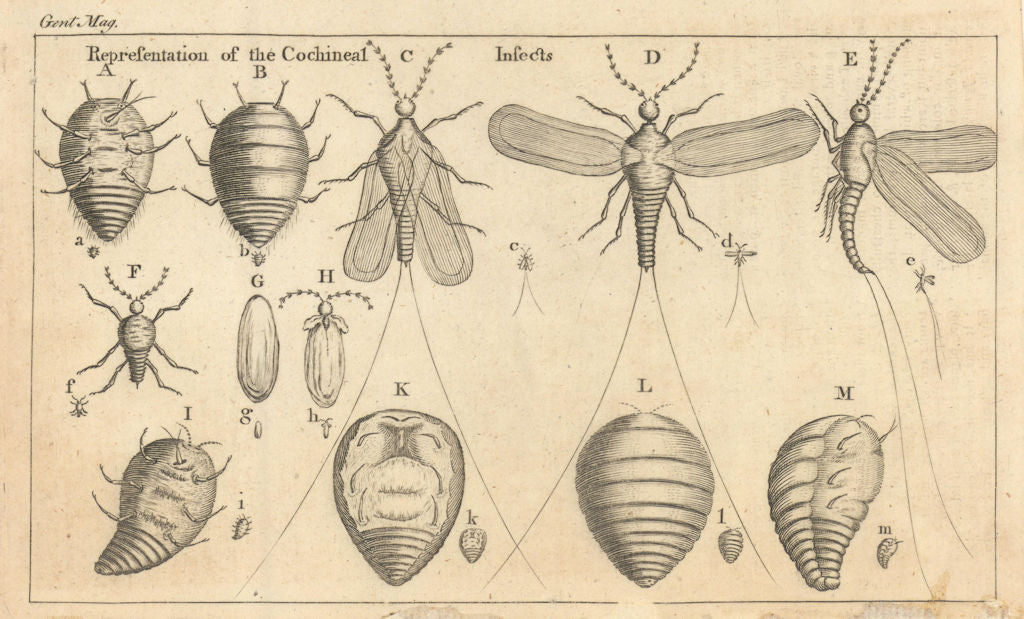 Cochineal Insects in different States. Coccus Cacti. Gentleman's Magazine 1763